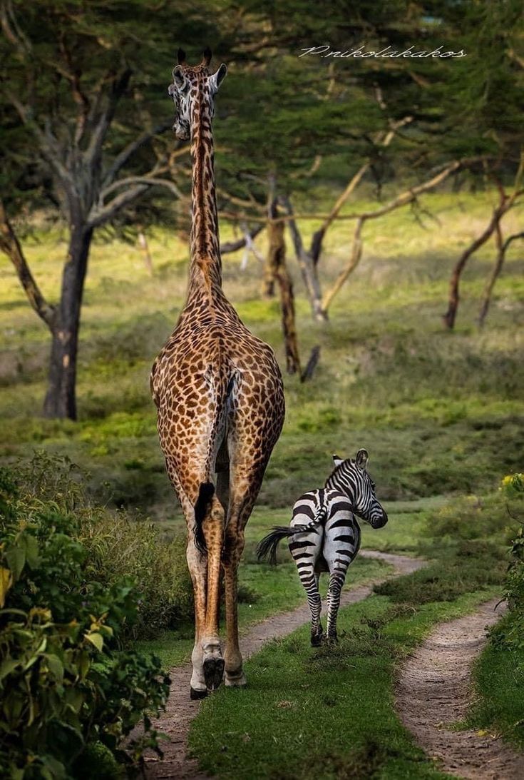 a zebra and giraffe walking down a dirt path in the grass near trees