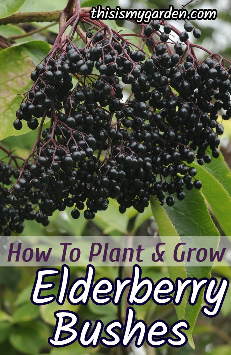 elderberry bush with the title how to grow elderberry bushes