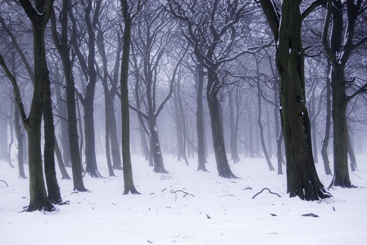 the trees are covered in snow as they stand near some tall, thin trees with no leaves on them