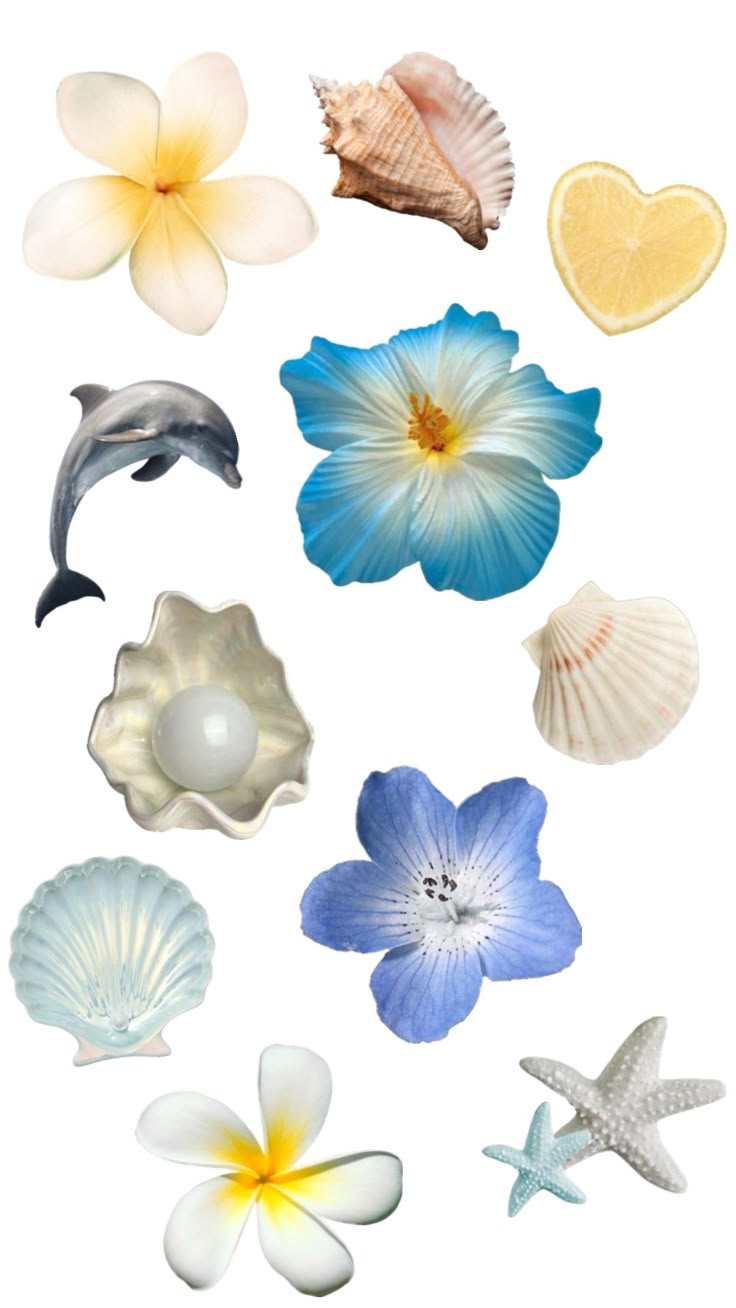 various sea shells and flowers are arranged on a white background, including one blue flower