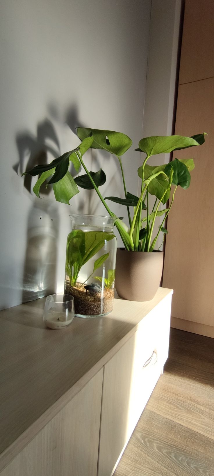 two plants in glass vases sitting on top of a dresser