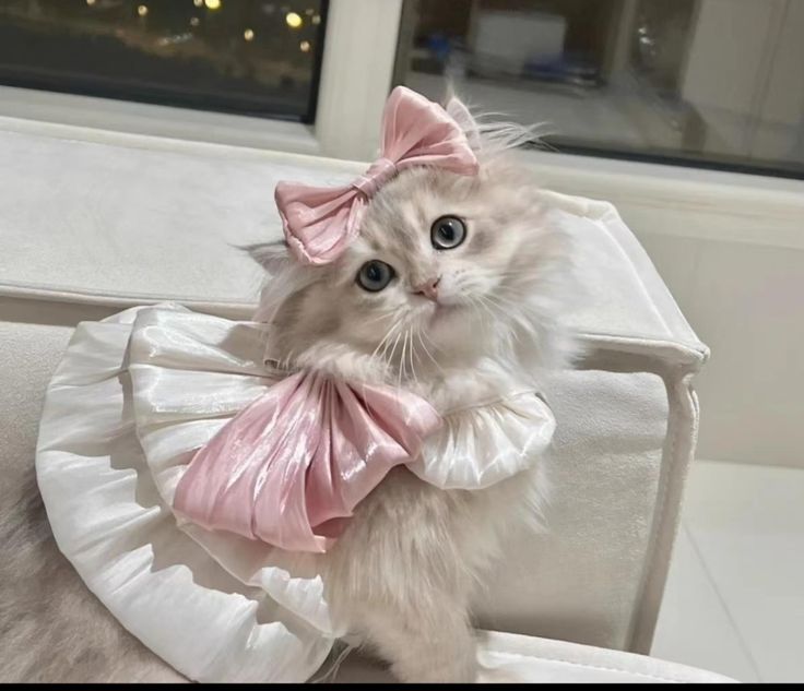 a cat with a pink bow on it's head