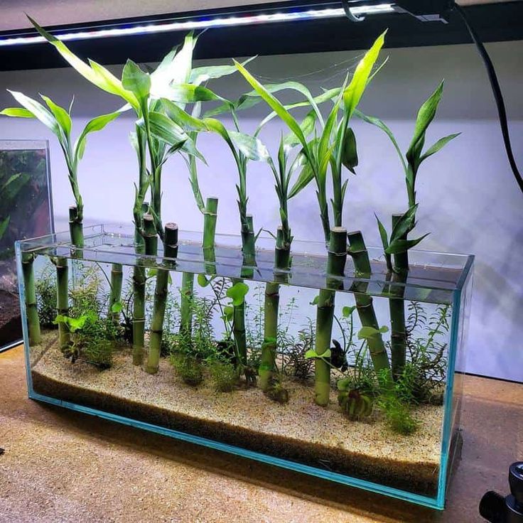 an aquarium filled with lots of green plants