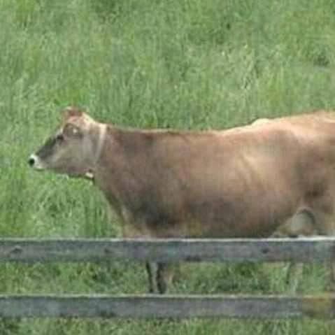 a brown cow standing on top of a lush green field next to a wooden fence