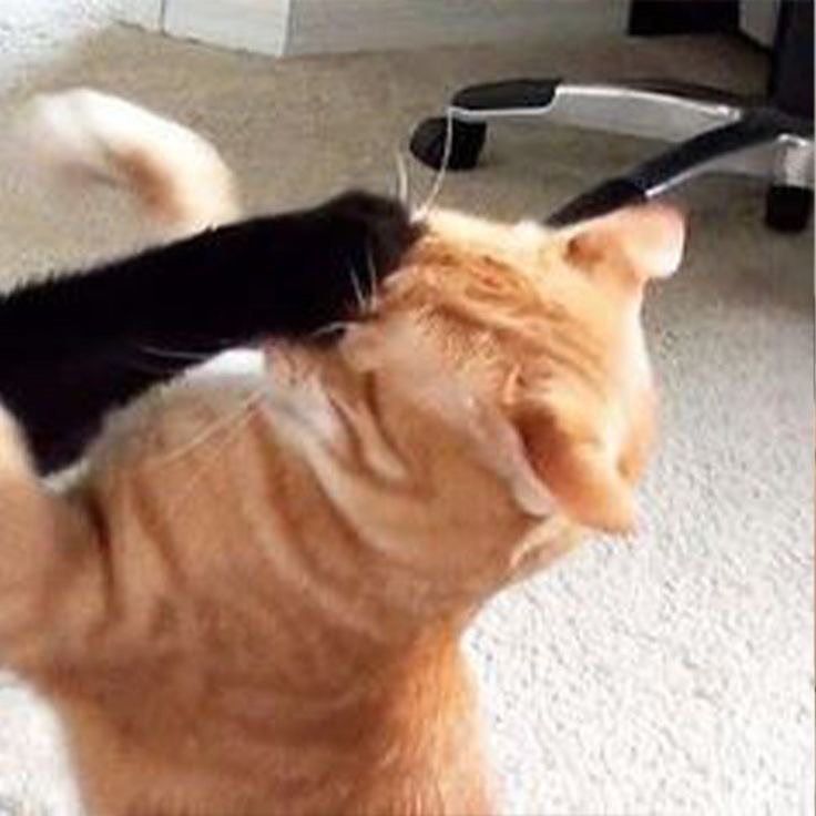 an orange and black cat standing on its hind legs