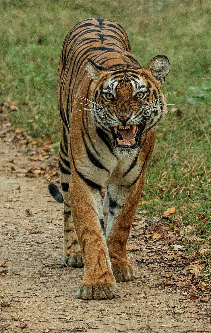 a tiger walking down a dirt road with its mouth open