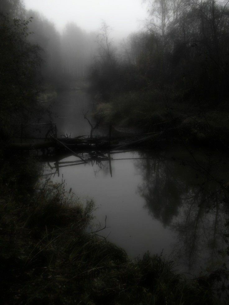 a foggy river in the middle of a forest