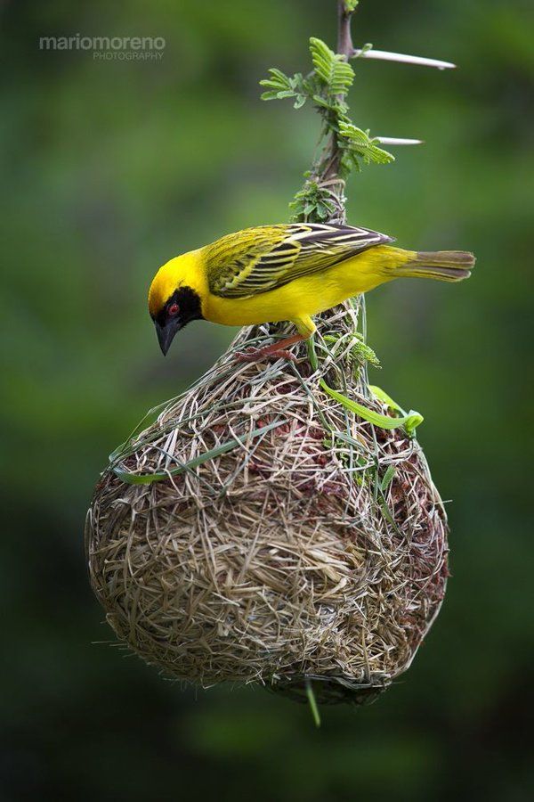 a yellow bird is sitting on top of a nest that has been filled with grass