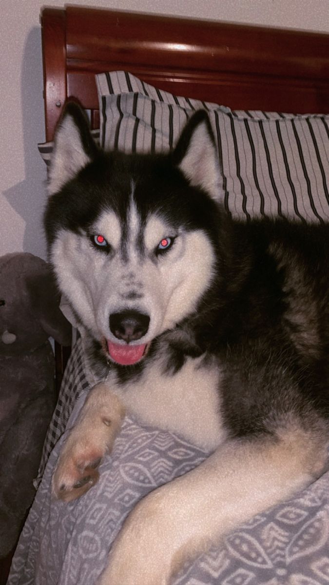 a husky dog laying on top of a bed