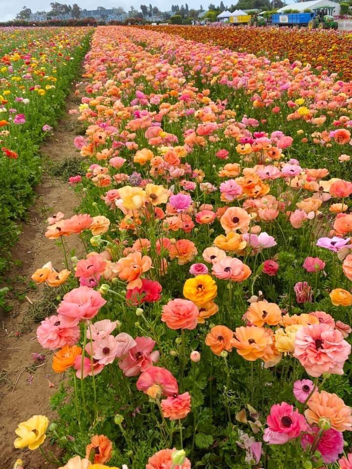 many different colored flowers in a field