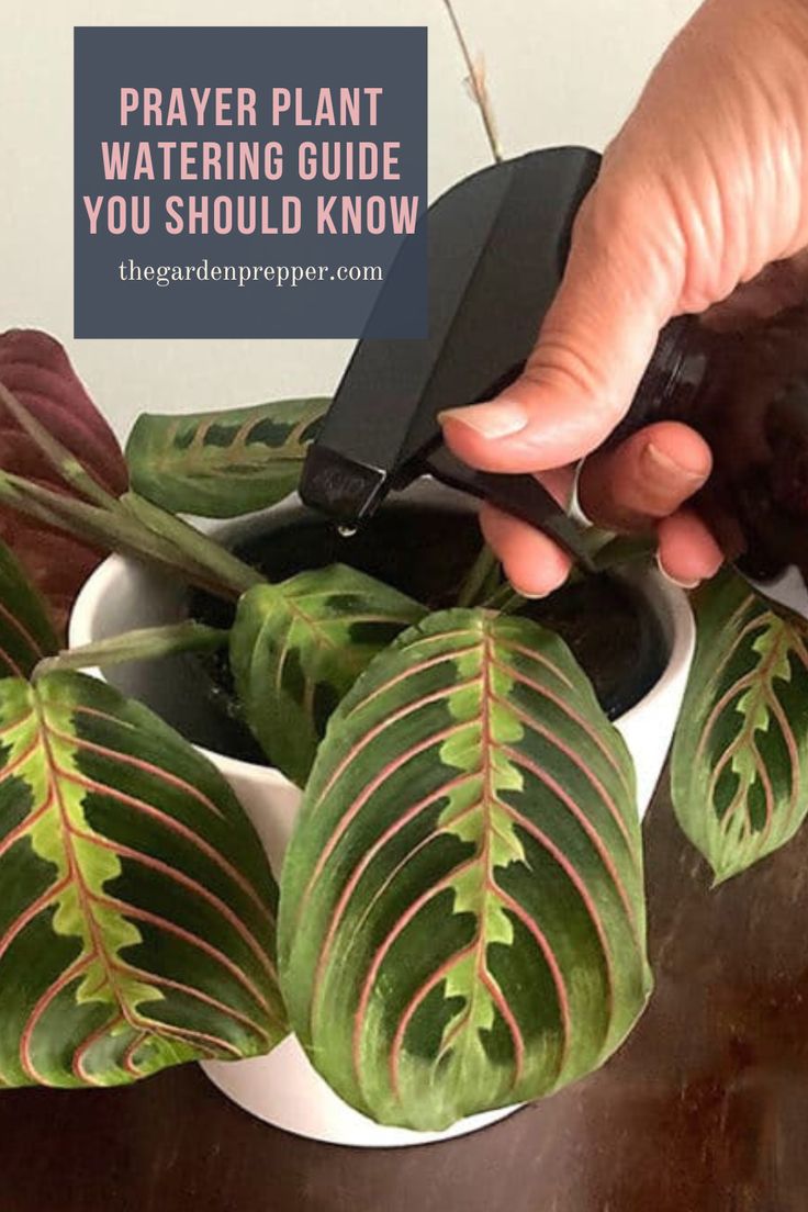 prayer plant watering Plant Watering Guide, Prayer Plant Care, African Violets Plants, Calathea Plant, Violet Plant, Plant Watering, Plant Care Houseplant, Inside Plants, Prayer Plant