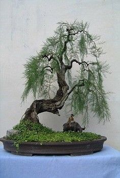 a bonsai tree is displayed on a blue tablecloth with two people sitting under it