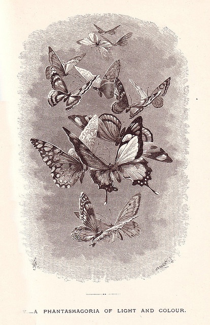 an old book with butterflies flying in the air and on top of each other,