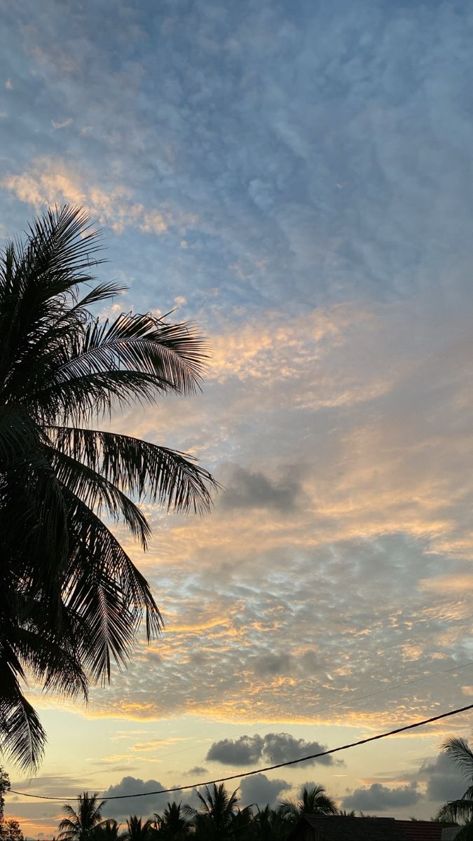 a palm tree is silhouetted against the evening sky with wispy clouds in the background