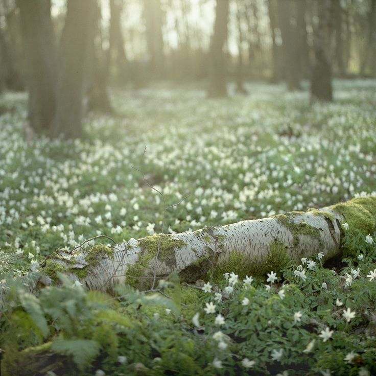 a forest filled with lots of trees covered in white flowers and moss growing on the ground