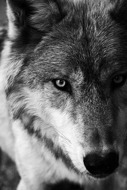 a black and white photo of a wolf