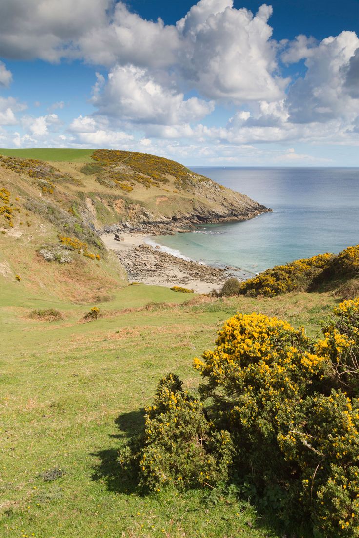 a grassy field next to the ocean under a blue sky with white clouds and yellow flowers