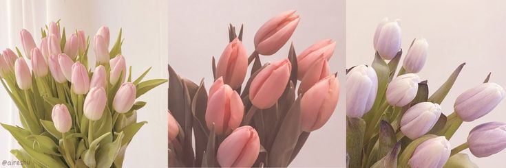 three vases filled with pink and white tulips