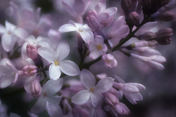 the flowers are blooming very close together