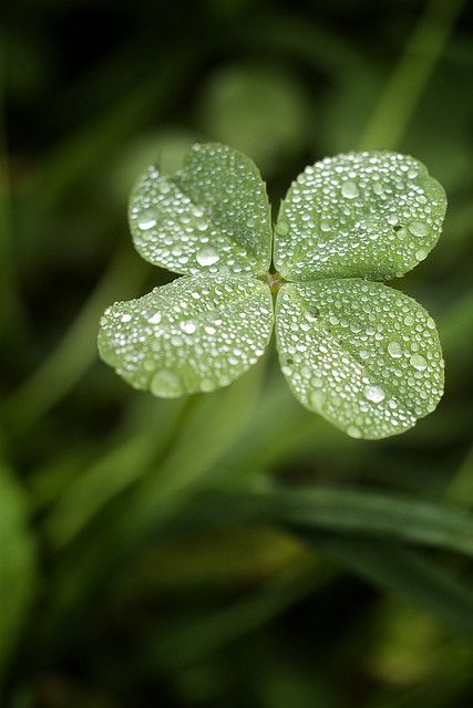 a four leaf clover with water droplets on it