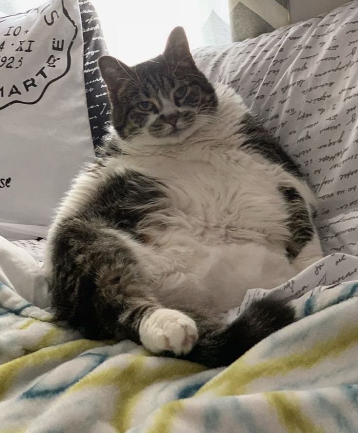 a cat sitting on top of a bed next to pillows