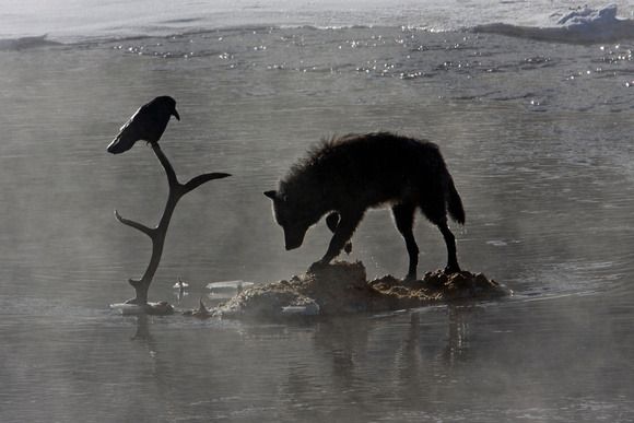 a hyena standing on top of a rock next to another animal in the water