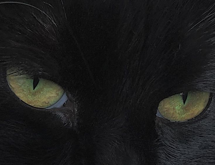 a black cat's face with yellow eyes and long whiskers on it