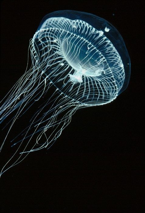 a jellyfish is swimming in the dark water