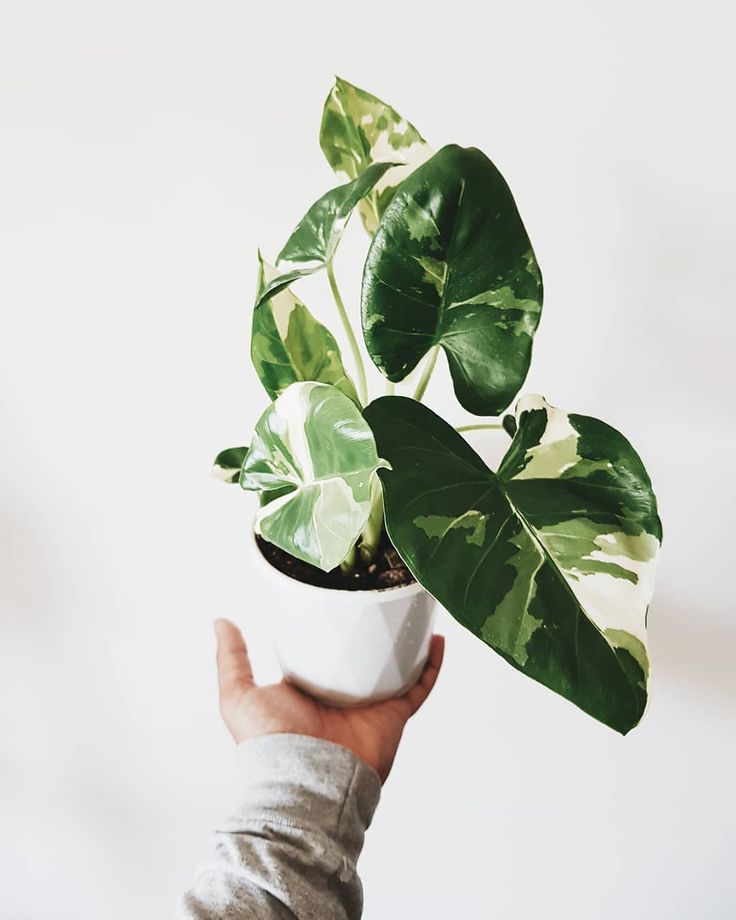 a person holding a potted plant with green leaves in it's palm hand