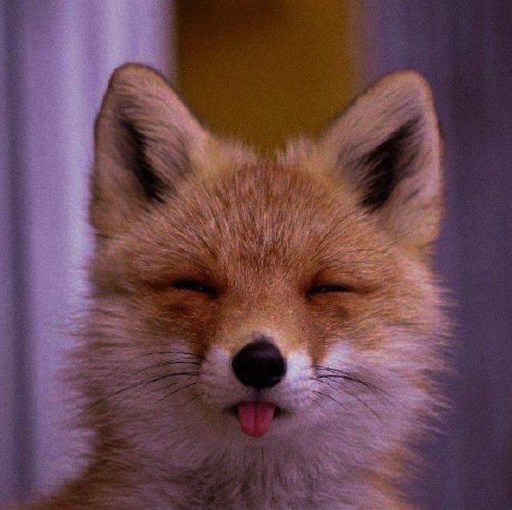 a close up of a small fox with its eyes closed and tongue hanging out to the side