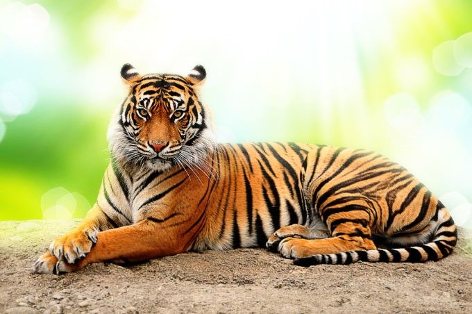 a tiger laying down on the ground in front of green and blue boke background