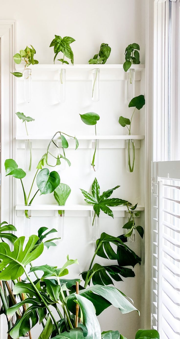 there are many green plants on the wall in this room, and they look like they're going to grow