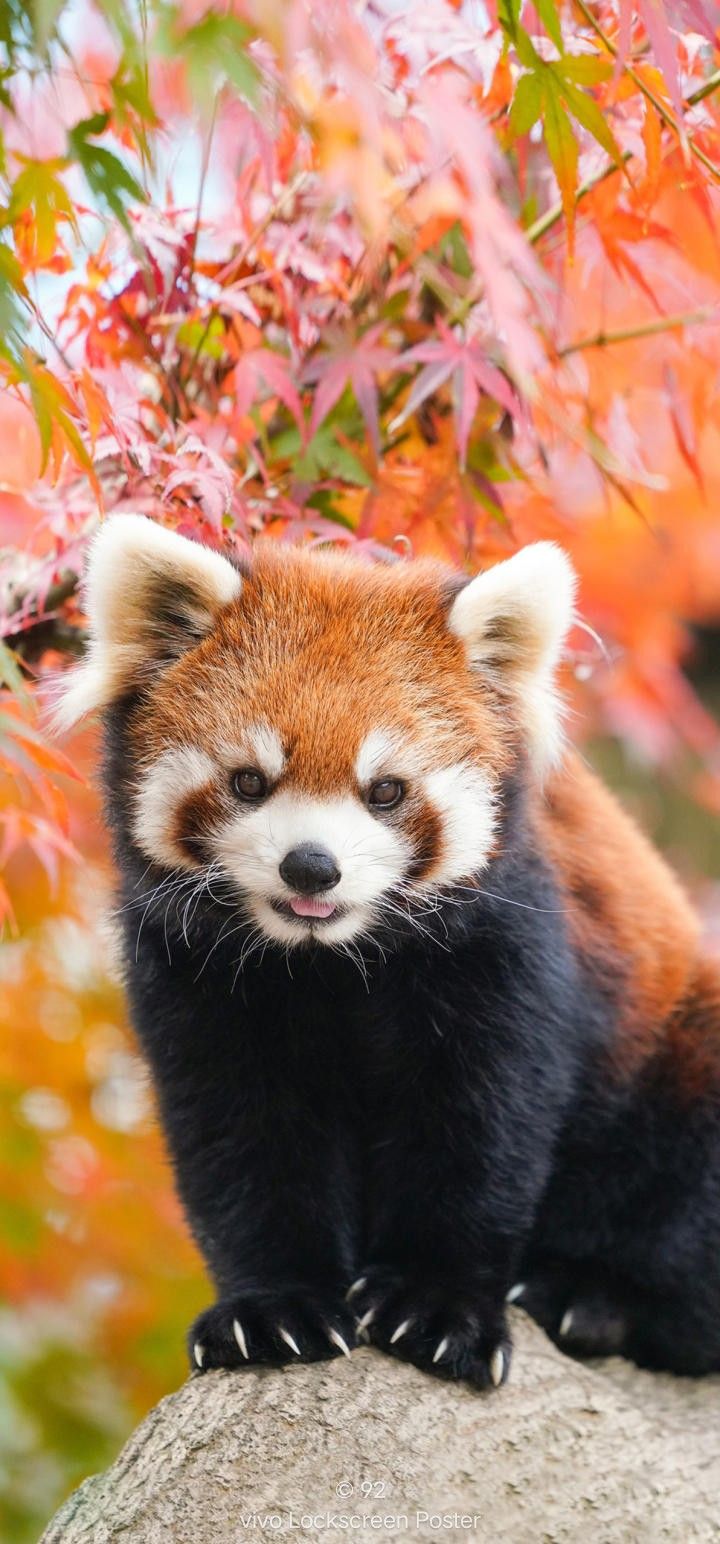 a small red panda sitting on top of a rock next to a tree filled with leaves