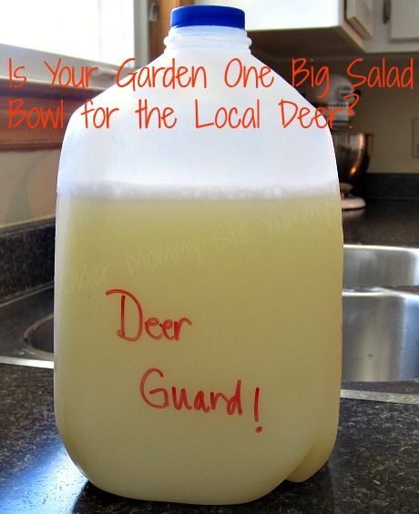 a gallon of liquid sitting on top of a kitchen counter