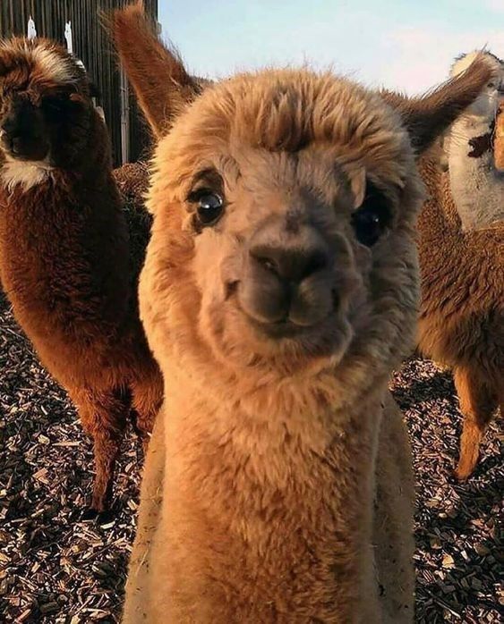 an alpaca looking at the camera while standing in front of other llamas