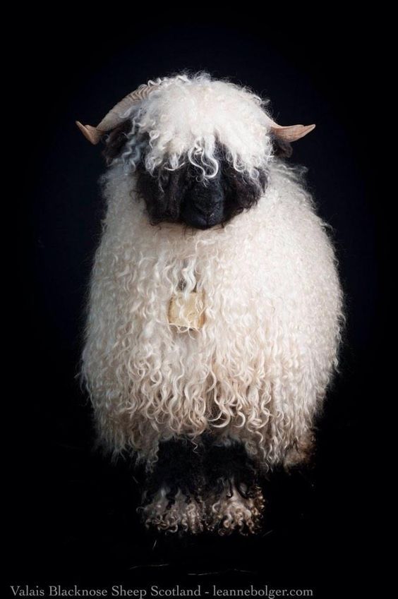 a black and white sheep with horns on it's head is standing in the dark