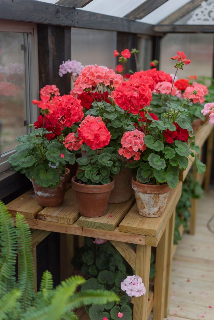 red and pink flowers are in pots on a shelf outside the greenhouse window sill