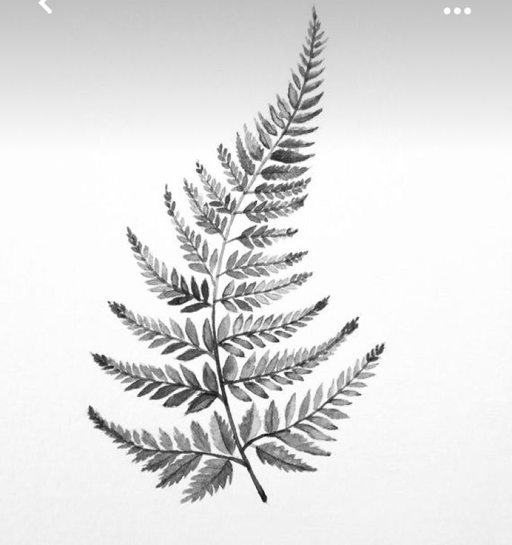 a black and white photo of a fern leaf