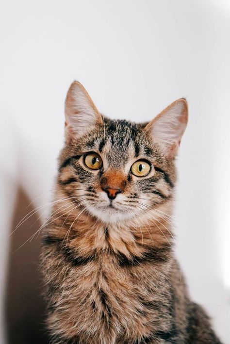 a cat sitting on top of a table next to a white wall and looking at the camera