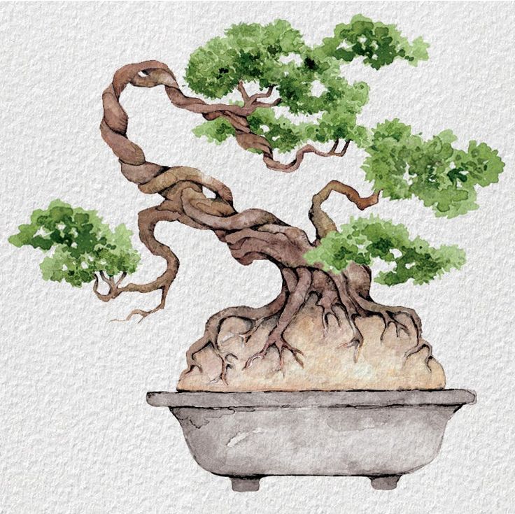 a painting of a bonsai tree in a pot with watercolors on paper