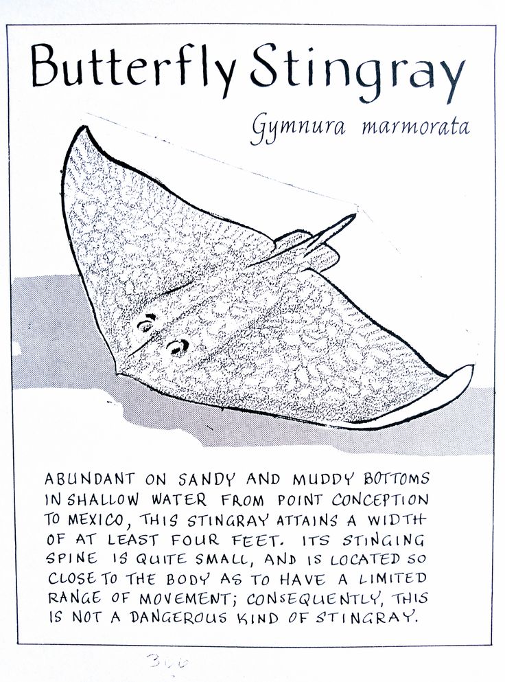 an advertisement for a butterfly sting ray with information about the sting ray's body