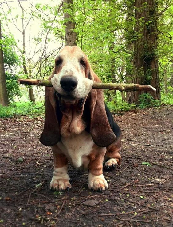 a brown and white dog carrying a stick in its mouth