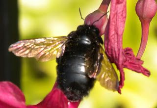 a close up of a bee on a flower