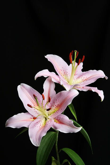 three pink flowers with green leaves on a black background