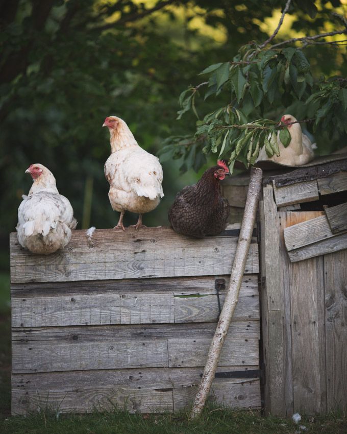 three chickens sitting on top of a wooden fence