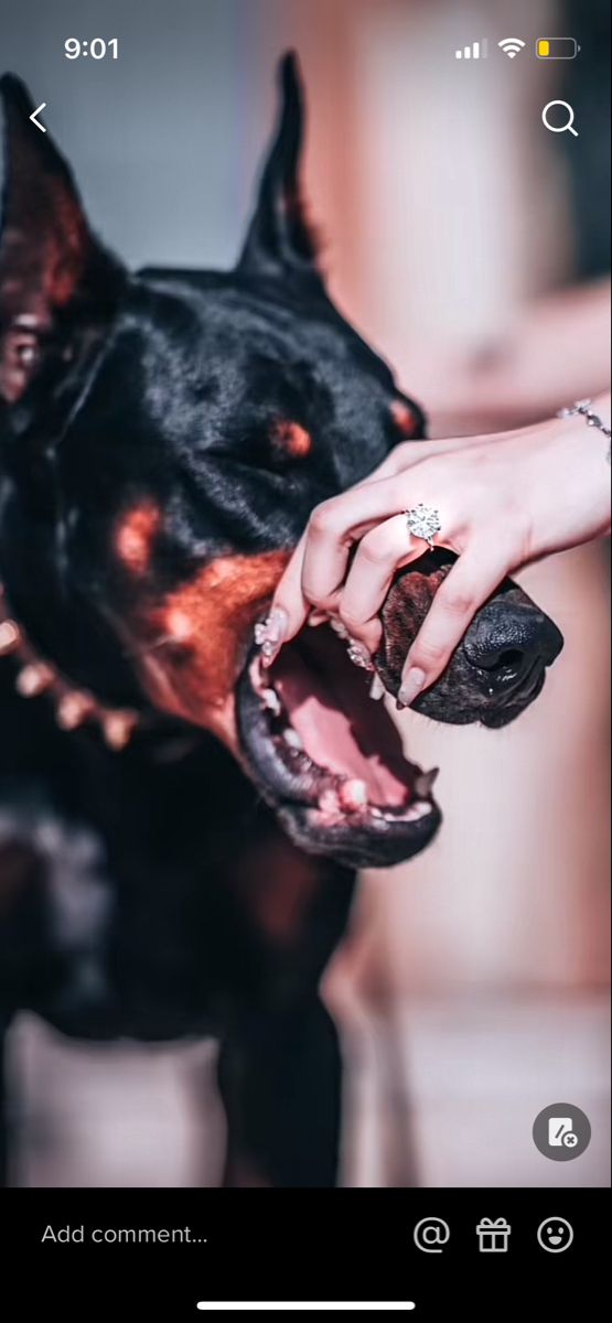 a person petting a dog on the nose with its mouth open and tongue out