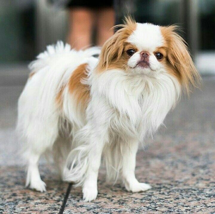 a small brown and white dog standing on top of a floor