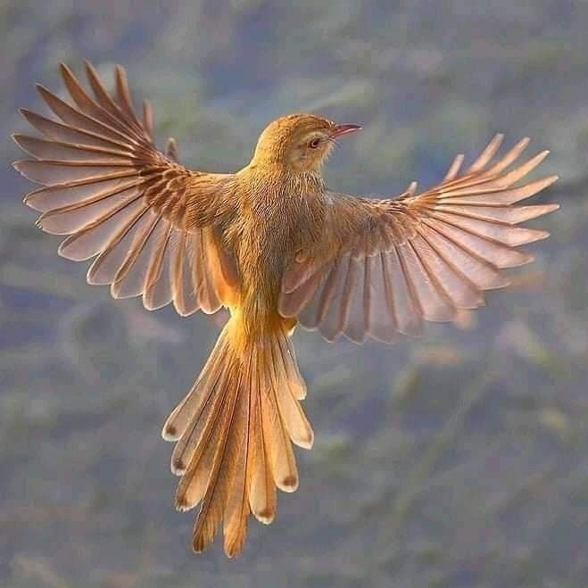 a small bird flying through the air with its wings spread