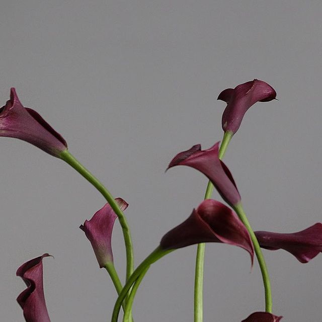 some purple flowers are in a vase with water on the bottom and one flower is still blooming