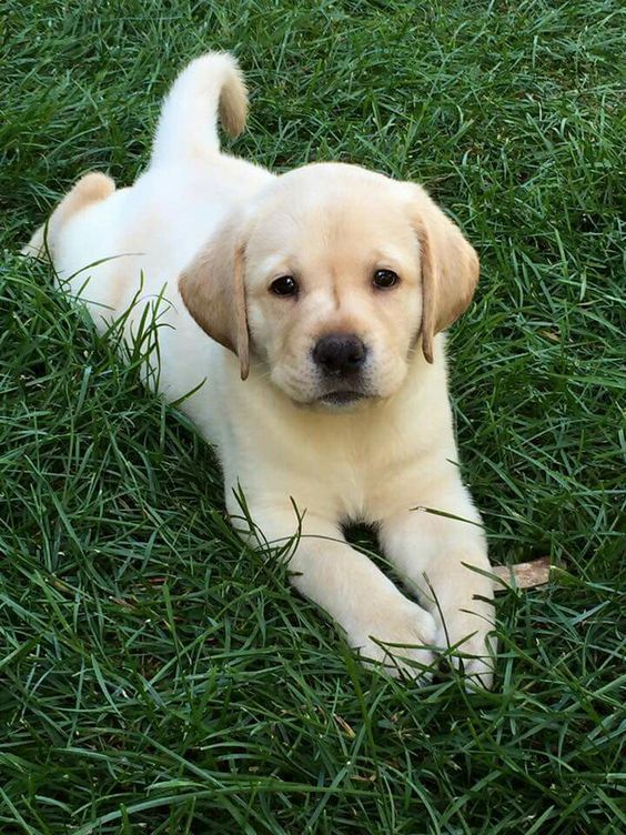 a puppy laying in the grass looking at the camera